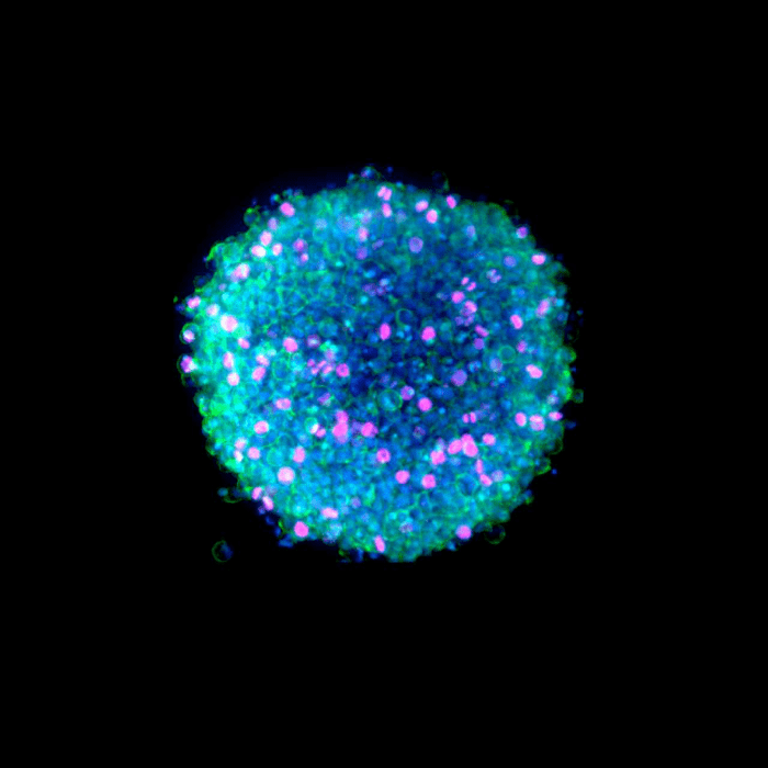 Organoidai, spheroidai, 3D ląstelių kultūros
